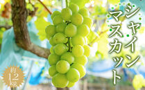 ［先行予約］シャインマスカット&nbsp;約1.2kg&nbsp;［2026年8月中旬以降順次発送］