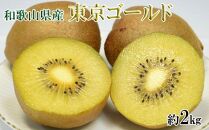 【数量限定】キウイフルーツの新品種「東京ゴールドキウイ」約2kg（サイズ混合）★2023年11月上旬頃より順次発送