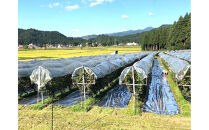 【本格・瓶内二次発酵】南魚沼産カベルネ100%&nbsp;辛口スパークリング赤&nbsp;2本セット