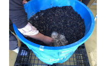 【本格・瓶内二次発酵】南魚沼産カベルネ100%&nbsp;辛口スパークリング赤&nbsp;2本セット