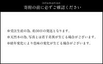 天然木使用 木製 独楽（5個） 土俵セット こま_01734