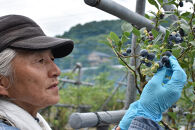 【2026年&nbsp;予約受付】&nbsp;樹上完熟&nbsp;フレッシュ&nbsp;生ブルーベリー&nbsp;（無農薬・殺虫剤不使用）&nbsp;500g&nbsp;（125g×4）|&nbsp;ブルーベリー&nbsp;加工品等&nbsp;ジャム&nbsp;くだもの&nbsp;フルーツ&nbsp;果物&nbsp;食品&nbsp;樹上完熟&nbsp;フレッシュ&nbsp;国産&nbsp;スイーツ&nbsp;材料&nbsp;デザート&nbsp;パイ&nbsp;ケーキ&nbsp;トッピング&nbsp;朝食&nbsp;サラダ&nbsp;ヨーグルト&nbsp;お菓子&nbsp;健康&nbsp;栄養価&nbsp;自然&nbsp;食材&nbsp;金沢市&nbsp;石川県&nbsp;旬&nbsp;収穫&nbsp;新鮮&nbsp;甘い&nbsp;甘酸っぱい&nbsp;果実