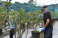 【2026年&nbsp;予約受付】&nbsp;樹上完熟&nbsp;フレッシュ&nbsp;生ブルーベリー&nbsp;（無農薬・殺虫剤不使用）&nbsp;500g&nbsp;（125g×4）|&nbsp;ブルーベリー&nbsp;加工品等&nbsp;ジャム&nbsp;くだもの&nbsp;フルーツ&nbsp;果物&nbsp;食品&nbsp;樹上完熟&nbsp;フレッシュ&nbsp;国産&nbsp;スイーツ&nbsp;材料&nbsp;デザート&nbsp;パイ&nbsp;ケーキ&nbsp;トッピング&nbsp;朝食&nbsp;サラダ&nbsp;ヨーグルト&nbsp;お菓子&nbsp;健康&nbsp;栄養価&nbsp;自然&nbsp;食材&nbsp;金沢市&nbsp;石川県&nbsp;旬&nbsp;収穫&nbsp;新鮮&nbsp;甘い&nbsp;甘酸っぱい&nbsp;果実