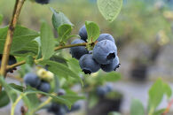 【2026年&nbsp;予約受付】&nbsp;樹上完熟&nbsp;フレッシュ&nbsp;生ブルーベリー&nbsp;（無農薬・殺虫剤不使用）&nbsp;500g&nbsp;（125g×4）|&nbsp;ブルーベリー&nbsp;加工品等&nbsp;ジャム&nbsp;くだもの&nbsp;フルーツ&nbsp;果物&nbsp;食品&nbsp;樹上完熟&nbsp;フレッシュ&nbsp;国産&nbsp;スイーツ&nbsp;材料&nbsp;デザート&nbsp;パイ&nbsp;ケーキ&nbsp;トッピング&nbsp;朝食&nbsp;サラダ&nbsp;ヨーグルト&nbsp;お菓子&nbsp;健康&nbsp;栄養価&nbsp;自然&nbsp;食材&nbsp;金沢市&nbsp;石川県&nbsp;旬&nbsp;収穫&nbsp;新鮮&nbsp;甘い&nbsp;甘酸っぱい&nbsp;果実