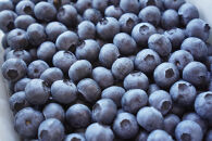 【2026年&nbsp;予約受付】&nbsp;樹上完熟&nbsp;フレッシュ&nbsp;生ブルーベリー&nbsp;（無農薬・殺虫剤不使用）&nbsp;500g&nbsp;（125g×4）|&nbsp;ブルーベリー&nbsp;加工品等&nbsp;ジャム&nbsp;くだもの&nbsp;フルーツ&nbsp;果物&nbsp;食品&nbsp;樹上完熟&nbsp;フレッシュ&nbsp;国産&nbsp;スイーツ&nbsp;材料&nbsp;デザート&nbsp;パイ&nbsp;ケーキ&nbsp;トッピング&nbsp;朝食&nbsp;サラダ&nbsp;ヨーグルト&nbsp;お菓子&nbsp;健康&nbsp;栄養価&nbsp;自然&nbsp;食材&nbsp;金沢市&nbsp;石川県&nbsp;旬&nbsp;収穫&nbsp;新鮮&nbsp;甘い&nbsp;甘酸っぱい&nbsp;果実