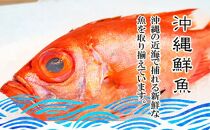 【泊漁港直送】 沖縄美ら海鮮魚セット