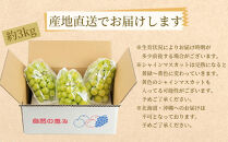 農家直送 朝採り シャインマスカット 約3kg ［2026年・先行予約］