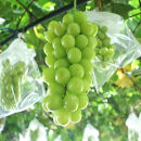 農家直送 朝採り シャインマスカット 約3kg ［2026年・先行予約］