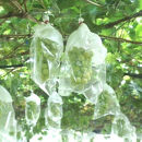 農家直送 朝採り シャインマスカット 約3kg ［2026年・先行予約］