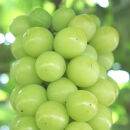 農家直送 朝採り シャインマスカット 約3kg ［2026年・先行予約］