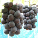 ぶどうの王様 農家直送 朝採り 巨峰 約3kg ［2026年・先行予約］