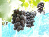 ぶどうの王様 農家直送 朝採り 巨峰 約3kg ［2026年・先行予約］