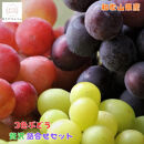 農家直送 3色ぶどう詰め合わせ贅沢セット 約3kg入り ［2026年・先行予約］