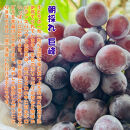 農家直送 3色ぶどう詰め合わせ贅沢セット 約3kg入り ［2026年・先行予約］