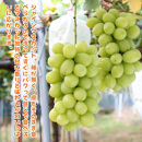 農家直送 3色ぶどう詰め合わせ贅沢セット 約3kg入り ［2026年・先行予約］