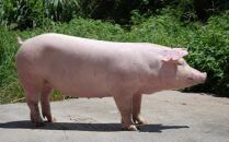 【卵アレルギー対応商品】沖縄最高級県産豚【紅豚】 天使のとんかつ・串カツ（3枚＋3本）