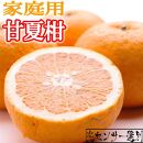 ＜4月より発送＞家庭用 甘夏柑4.5kg+135g（傷み補償分）【初夏のみかん・旬の果物】【有田産】【光センサー食べ頃出荷】【わけあり・訳あり】