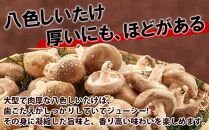 ES419 八色 しいたけ 1kg シイタケ 椎茸 生しいたけ 生シイタケ きのこ キノコ 菌床栽培 肉厚 鍋 バーベキュー おかず おつまみ 贈答 ギフト 越季 新潟県 南魚沼市