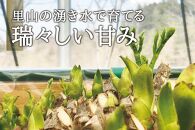 産地直送 朝採れ山菜 タラの芽 250g 山菜 天ぷら 天婦羅 パスタ 炒め物 お浸し 美味しい ご当地 取り寄せ 旬 料理 調理 ごはん 人気 おすすめ グルメ 食品 宮城