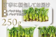 産地直送 朝採れ山菜 タラの芽 250g 山菜 天ぷら 天婦羅 パスタ 炒め物 お浸し 美味しい ご当地 取り寄せ 旬 料理 調理 ごはん 人気 おすすめ グルメ 食品 宮城