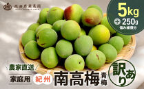 家庭用&nbsp;紀州南高梅(青梅)5kg+250g（傷み補償分）【梅干し・梅ジュース】【訳あり】［IKE113］