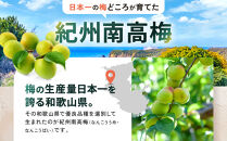 家庭用&nbsp;紀州南高梅(青梅)5kg+250g（傷み補償分）【梅干し・梅ジュース】【訳あり】［IKE113］