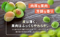 家庭用&nbsp;紀州南高梅(青梅)5kg+250g（傷み補償分）【梅干し・梅ジュース】【訳あり】［IKE113］