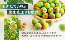 家庭用&nbsp;紀州南高梅(青梅)5kg+250g（傷み補償分）【梅干し・梅ジュース】【訳あり】［IKE113］