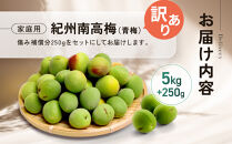 家庭用&nbsp;紀州南高梅(青梅)5kg+250g（傷み補償分）【梅干し・梅ジュース】【訳あり】［IKE113］