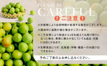 家庭用&nbsp;紀州南高梅(青梅)5kg+250g（傷み補償分）【梅干し・梅ジュース】【訳あり】［IKE113］