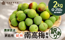 家庭用&nbsp;紀州南高梅(青梅)2kg+250g（傷み補償分）【梅干し・梅酒・梅ジュース】【訳あり】［IKE111］
