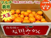 マルチ栽培 有田 みかん 大玉 特秀 2L または L サイズ 5kg 南泰園