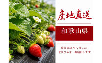 紀州和歌山ブランドいちご「まりひめ」約280g×2P［2027年1月上旬頃から2027年2月下旬頃に順次発送］［UT38］