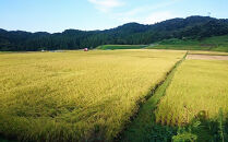 令和7年産 新米 金沢いやさか米 コシヒカリ（玄米）30kg 金沢市 加賀百万石 コシヒカリ 玄米 北陸産米 自然栽培 石川県産米 新米 令和米 食味良好 人気 おすすめ 白米 玄米 和食 米農家 ごはん お取り寄せ 通販 送料無料 ふるさと納税