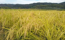 令和7年産 新米 金沢いやさか米 コシヒカリ（玄米）30kg 金沢市 加賀百万石 コシヒカリ 玄米 北陸産米 自然栽培 石川県産米 新米 令和米 食味良好 人気 おすすめ 白米 玄米 和食 米農家 ごはん お取り寄せ 通販 送料無料 ふるさと納税