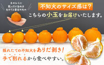 不知火&nbsp;とにかく&nbsp;小玉&nbsp;箱込10kg&nbsp;(内容量約&nbsp;9.2kg)&nbsp;&nbsp;秀優品混合&nbsp;和歌山県産&nbsp;産地直送［みかんの会］