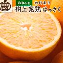 ＜4月より発送＞家庭用 樹上完熟はっさく5kg+150g（傷み補償分）【八朔】【わけあり・訳あり】【さつき・木成】