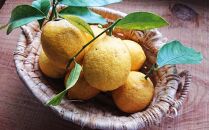 自然農レモンと自然農柑橘商品の詰め合わせセット