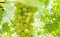 ★2026年度発送分★[新鮮・産直]和歌山県産完熟シャインマスカット約1kg ★2026年9月上旬頃より順次発送［TM182］