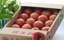 【新鮮】和歌山県産桃太郎トマト約4kg(L～2Lサイズおまかせ)★2024年6月中旬より順次発送