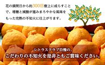 不知火（完熟栽培）樹上約300日　15玉～28玉　5kg　赤青秀品【和歌山　海南市　農園直送】