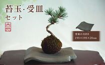 苔玉・受皿　セット（１）