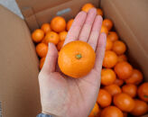 農家直送！有田みかん（3kg&nbsp;3Sサイズ（超小玉）秀品）平武農園　～蛍飛ぶ町から旬の便り～