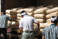 新潟産コシヒカリ&nbsp;5kg&nbsp;令和7年産&nbsp;精米&nbsp;白米