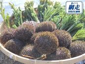 【先行予約】【網走前浜産】 ”初夏”蝦夷ばふん雲丹　100g×3
