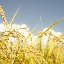 令和7年産　南魚沼塩沢地区「大沢産コシヒカリ」特A米　5ｋｇ×2袋【2025年10月上旬より順次発送予定】