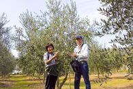 【空井農園】小豆島の農家が作ったオリーブオイル ミッション種／200ml 3本セット