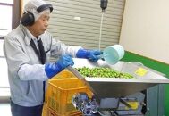 【空井農園】小豆島の農家が作ったオリーブオイル ミッション種／200ml 3本セット