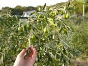 【空井農園】小豆島の農家が作ったオリーブオイル ルッカ種／200ml