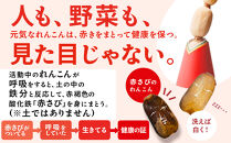 &nbsp;金澤美人れんこん&nbsp;3kg&nbsp;蓮根&nbsp;野菜&nbsp;根菜&nbsp;レンコン&nbsp;|&nbsp;石川&nbsp;金沢&nbsp;加賀百万石&nbsp;加賀&nbsp;百万石&nbsp;北陸&nbsp;北陸復興&nbsp;北陸支援